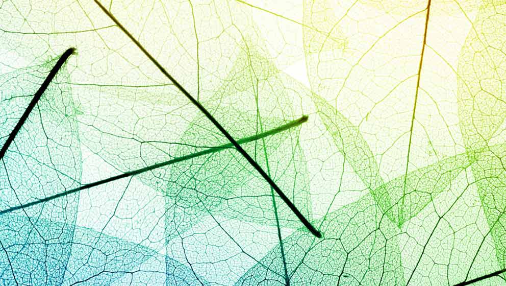 Rischio climatico e governance dell’ambiente. Adattamento e formazione per l’ecologia integrale